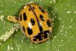 Propylea quatuordecimpunctata - slunéčko čtrnáctitečné