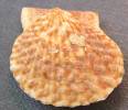 Leptopecten latiauratus