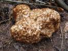 Sparassis crispa - Wood Cauliflower