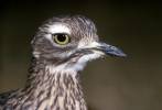 Burhinus capensis - Spotted Thick-knee