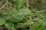 Polysarcus denticauda - kobylka zavalitá