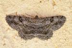 Peribatodes rhomboidaria