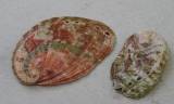 Haliotis tuberculata lamellosa