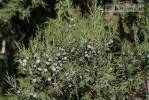Juniperus excelsa
