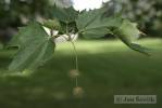 Platanus occidentalis - platan západní