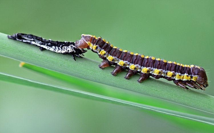 Cucullia lucifuga - kukléřka mrkvová