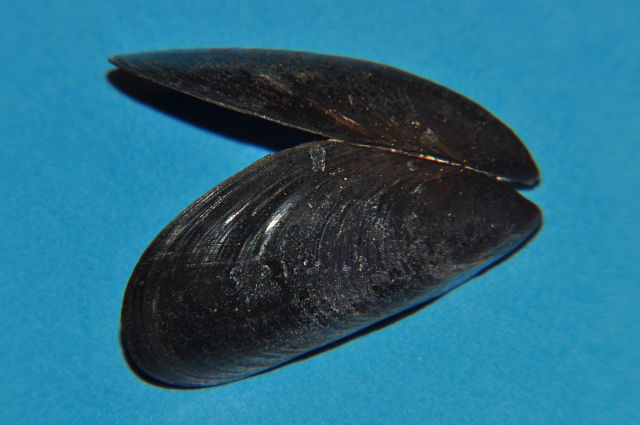 Mytilus edulis - slávka jedlá