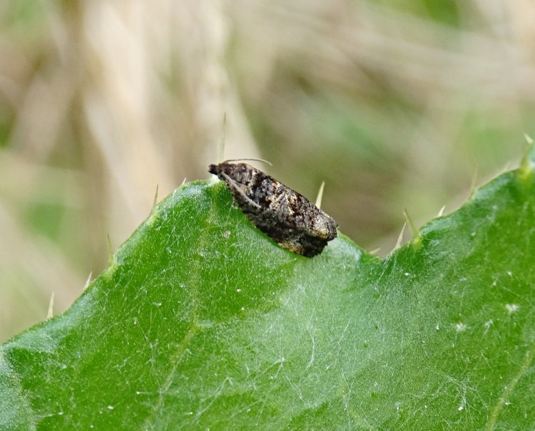 Endothenia - obaleč