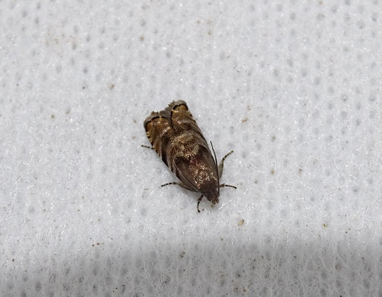 Tortricidae - obalečovití