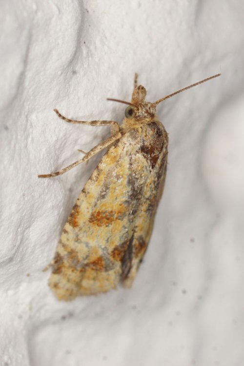 Tortricidae - obalečovití