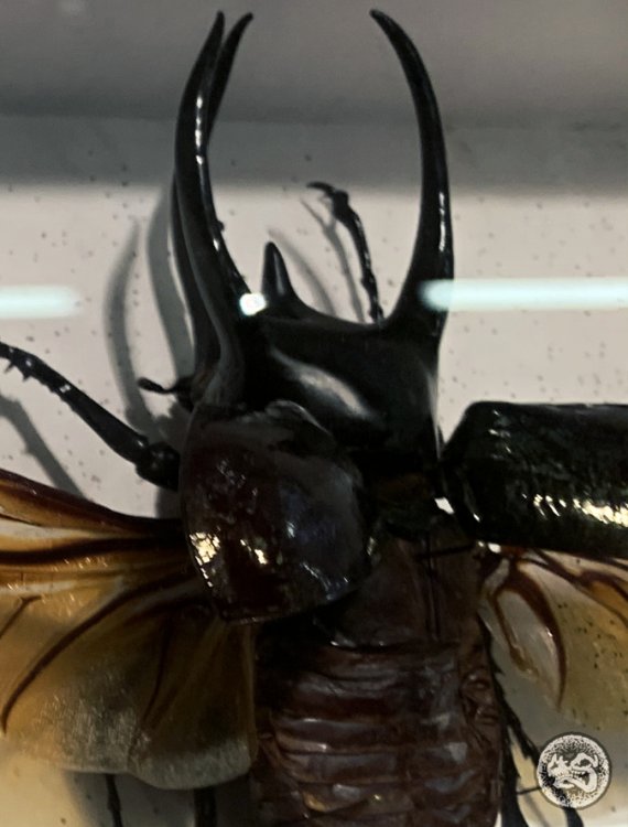 Eupatorus