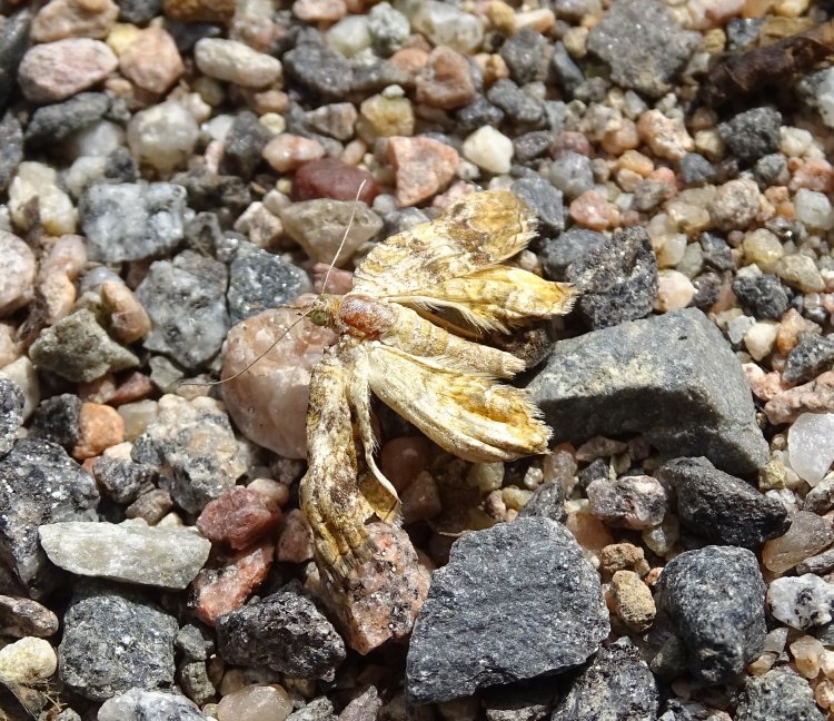 Tortricidae - obalečovití
