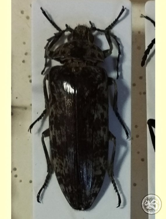 Eulichas