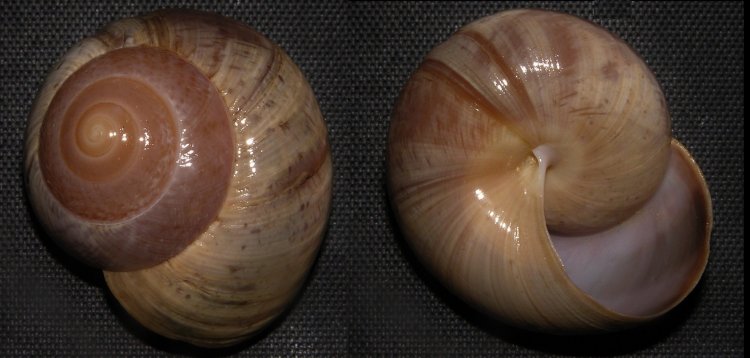 Asperitas trochus rareguttata