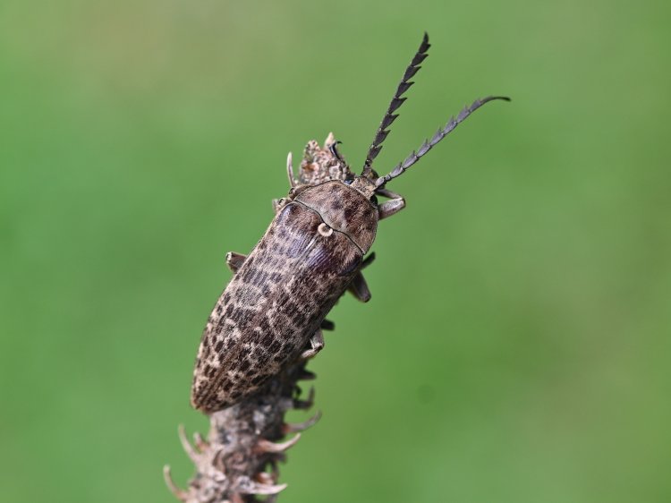 Eulichas