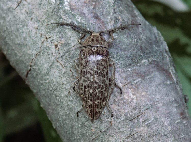 Eulichas