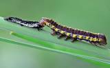 Cucullia lucifuga - kukléřka mrkvová