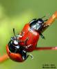 Chrysomela populi - mandelinka topolová