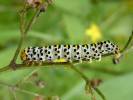 Shargacucullia scrophulariae - kukléřka krtičníková
