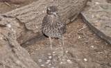 Burhinidae - stone-curlews and thick-knees