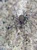 Opiliones - daddy long-legs