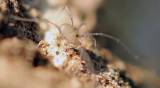 Opiliones - daddy long-legs