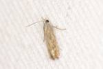 Tortricidae - obalečovití