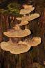 Polyporales - shelf fungi