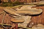 Polyporales - shelf fungi
