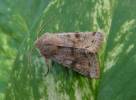Orthosia incerta - jarnice březnová