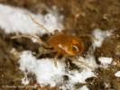 Macrochelidae