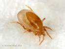 Macrochelidae