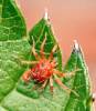 Parasitidae - savenkovití