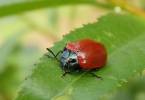 Chrysomela populi - mandelinka topolová