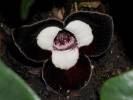 Asarum maximum