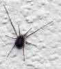 Opiliones - daddy long-legs