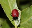 Chrysomela populi - mandelinka topolová