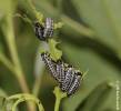Chrysomela populi - mandelinka topolová