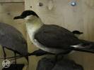 Stercorarius longicaudus - chaluha malá
