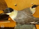 Stercorarius longicaudus - chaluha malá