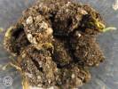 Shargacucullia scrophulariae - kukléřka krtičníková