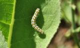 Cuculliinae - kukléřky