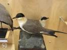 Stercorarius longicaudus - chaluha malá