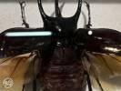 Eupatorus