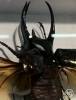 Eupatorus