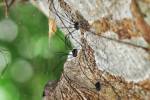 Opiliones - daddy long-legs