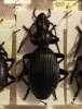 Carabidae - střevlíkovití
