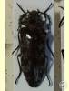 Eulichas