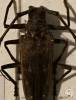 Batocera enganensis
