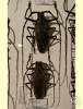 Batocera enganensis
